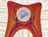 Root Canals