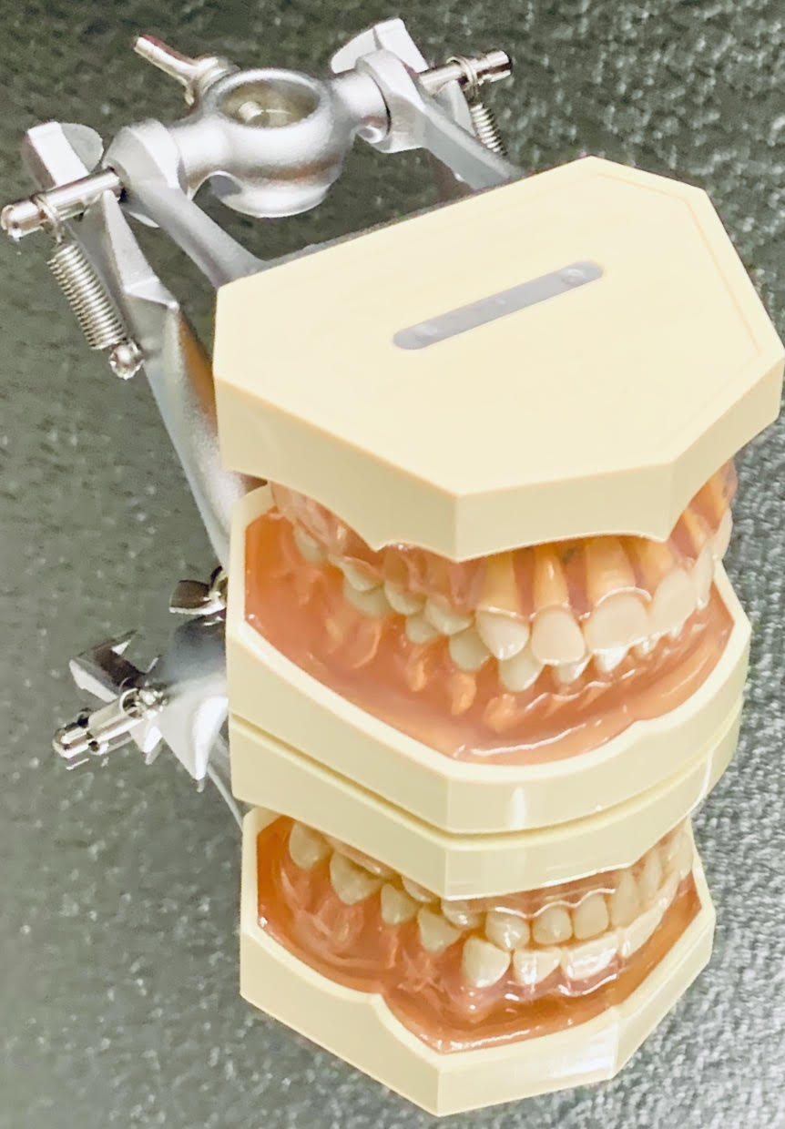 a set of teeth used by dentists for demonstration